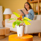 Painted Lady | medium