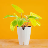 Painted Lady | medium