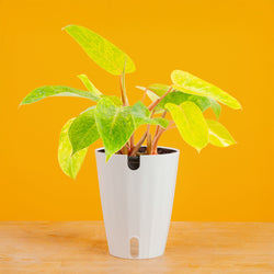 Albo Pothos | medium