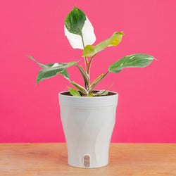 large monstera esqueleto plant with many fenestrations in a modern white fluted pot, set against a bright pink background
