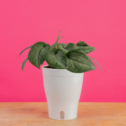 Scindapsus Platinum Java | medium