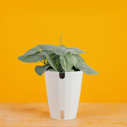 Monstera Burle Marx Flame | medium