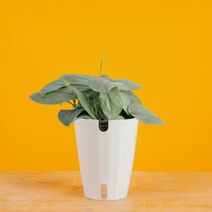 Scindapsus Platinum Java | medium