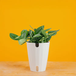 Scindapsus treubii Moonlight | medium