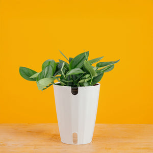 Scindapsus treubii Moonlight | medium