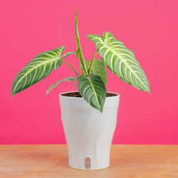 large monstera esqueleto plant with many fenestrations in a modern white fluted pot, set against a bright pink background