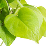 A Neon Pothos plant closeup of the bright neon green foliage.