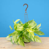 Jessenia Pothos | medium