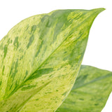 Jessenia Pothos | medium