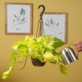 Pothos Neon Marble | medium