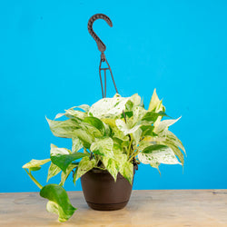 Pothos Neon Marble | medium