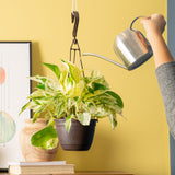 Scrambled Eggs Pothos | medium