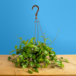 An Albo Syngonium plant sits on a light wooden table. The plant is in a black grower's hanging basket and boasts beautiful green foliage with splashes of white variegation.