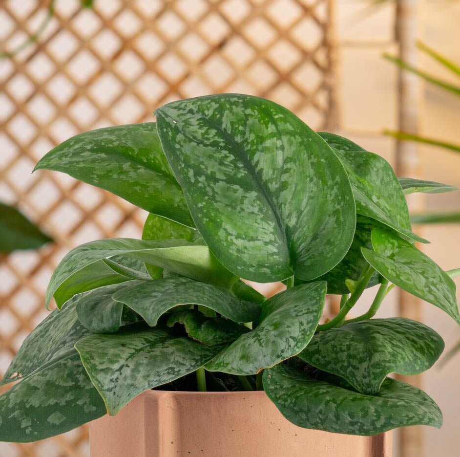 Scindapsus Mount Salak