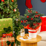 Norfolk Island Pine | medium