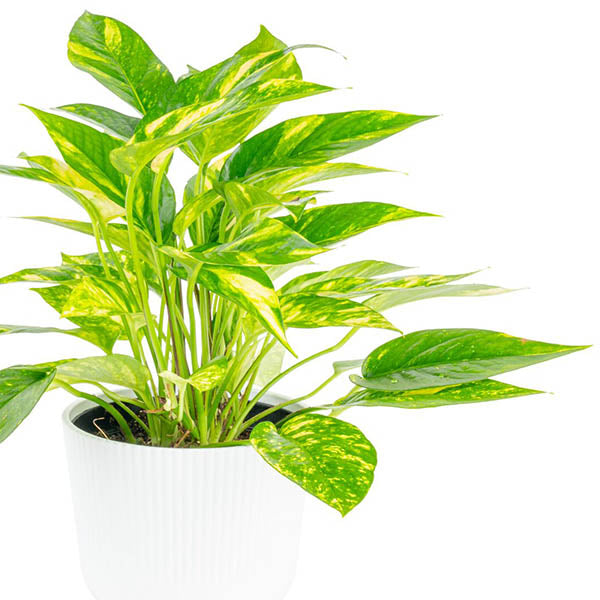 Sunburst Pothos