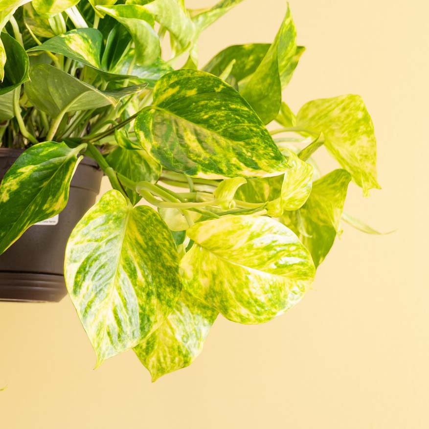Fernando's Fire Golden Pothos