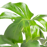 Monstera Deliciosa | large