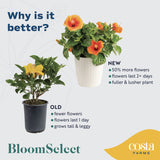 Tropical Hibiscus Constellation Andromeda | medium