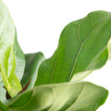 Fiddle Leaf Fig Tree | large