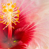 Tropical Hibiscus Flora | small