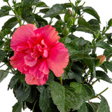 Tropical Hibiscus Adonicus Double Pink | medium