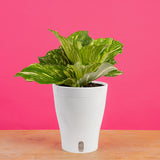 Variegated Kaempferia | medium