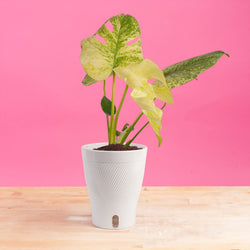 Monstera White Monster | medium
