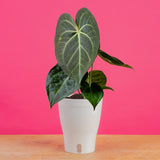 Anthurium magnificum Hybrid  | medium