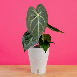 Monstera White Monster | medium