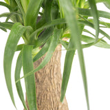 Ponytail Palm | medium