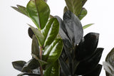 Raven ZZ Zamioculcas ‘Dowon’ | large
