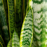 Snake Plant | medium