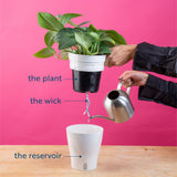 Monstera White Monster | medium