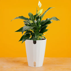Monstera Burle Marx Flame | medium