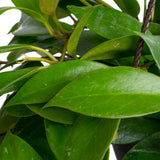 Hoya Sunrise | medium