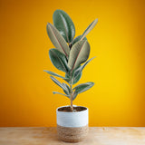 Ficus Burgundy Rubber | large