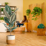 Ficus Burgundy Rubber | large