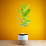 Ficus Shivereana | large