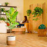 Ficus Shivereana | large