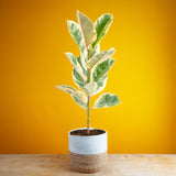 Ficus Tineke | large