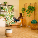 Ficus Tineke | large