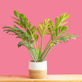 10in Monstera Pinnatipartita live plant in a two-tone weave basket. The plant is on a light wooden table with a bright pink backdrop. It has large beautiful  leaves with  large fenestrations. 