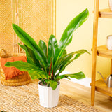 A 10in Philodendron Ruizii plant in a living room setting. 