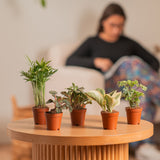 A 6-pack collection of foliage plants which are set in a living room lifestyle.