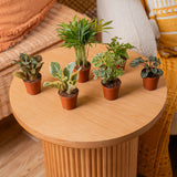 A 6-pack collection of foliage plants which are set in a living room lifestyle.