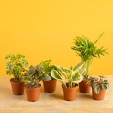 A 6-Pack grower's Choice assorted foliage collection. The plants are on a light wooden table with a yellow background. 