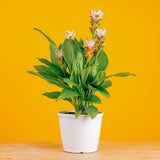 A Siam Sparkling Curcuma plant sits on a light wooden table, with a bright yellow backdrop. The plant has beautiful green foliage and white blooms.