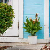 A Siam Sparkling Curcuma plant is set outdoors by a baby blue house. The plant has beautiful green foliage and white blooms.