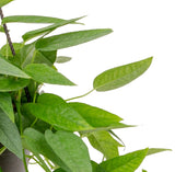 Pothos Cebu Blue | medium